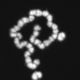 The strange male chromosome of Glyptotermes nakajimai.